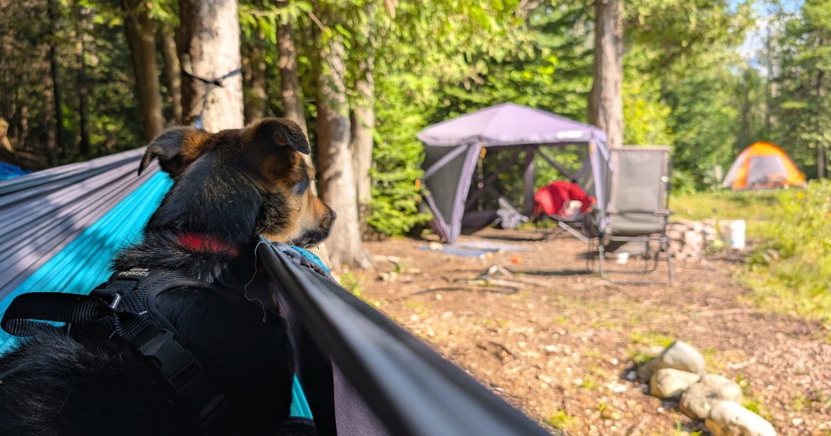 a dog lying in a hammock in the woods with a tent campsite in the distance | How to Find Private, Pet-Friendly Campsites Using Hipcamp