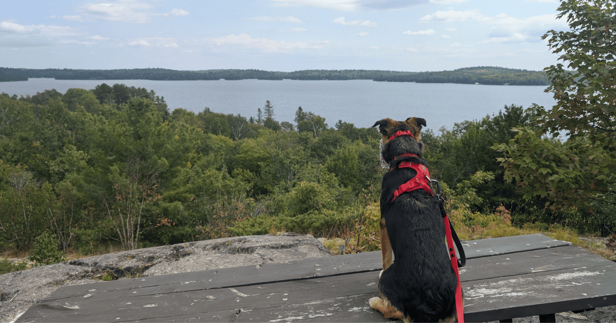 black and tan dog wearing a muzzle sitting looking out over a hiking lookout point | Reactive Dog Trail Scripts: What to Say in the Moment (from Our Experiences)