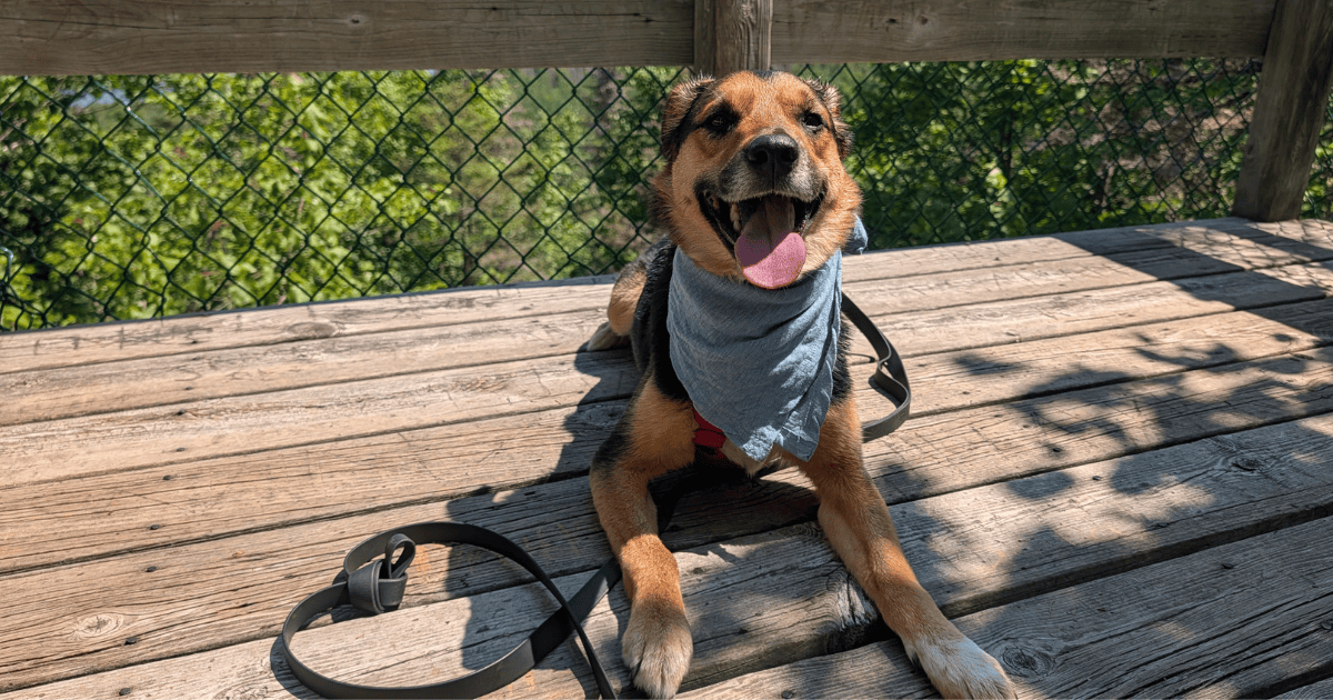 black, tan, and white dog lying on a wooden deck wearing a blue bandana | Reactive Dog Trail Scripts: What to Say in the Moment (from Our Experiences)