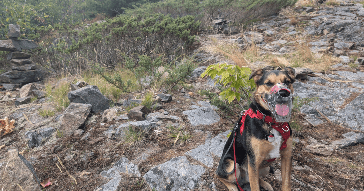 black, tan, and white dog sitting on a hiking trail wearing a muzzle | Reactive Dog Trail Scripts: What to Say in the Moment (from Our Experiences)